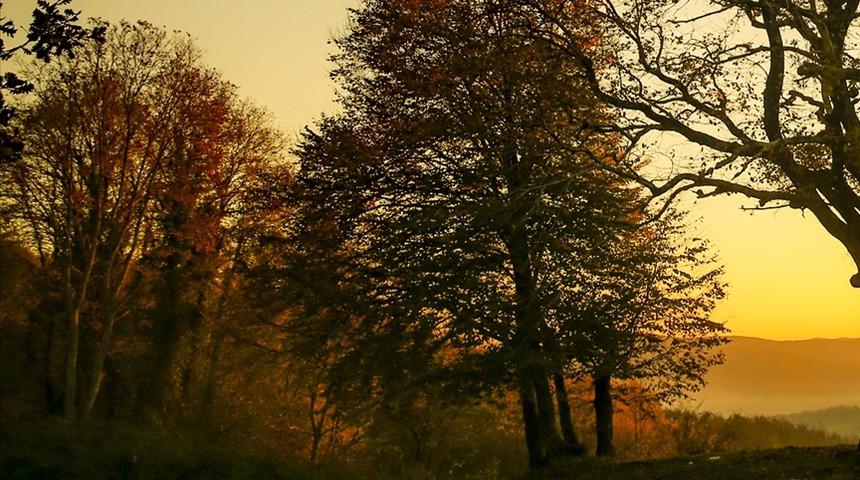 Üstünde 'Allah' lafzı bulunuyor... 'Mistik ağaç' koruma altında