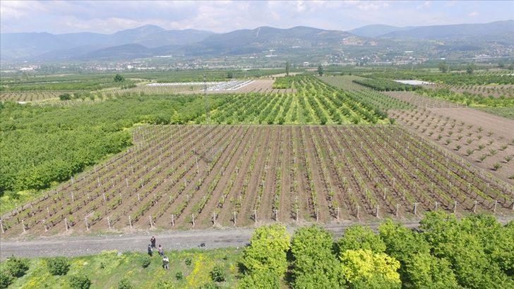 OGM kura sonuçları açıklandı mı? 2021 OGM kura sonuçları sorgulama G3