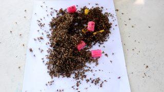 Narenciyenin kabusu Akdeniz meyve sineği geri döndü