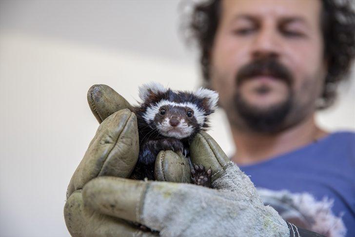 Diyarbakır'da baygın halde bulunan alacasansara özenle bakılıyor G1