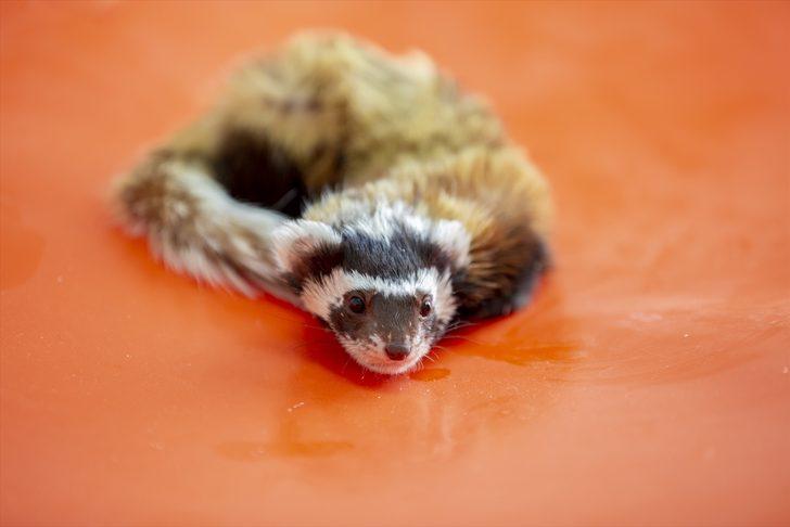 Diyarbakır'da baygın halde bulunan alacasansara özenle bakılıyor G2