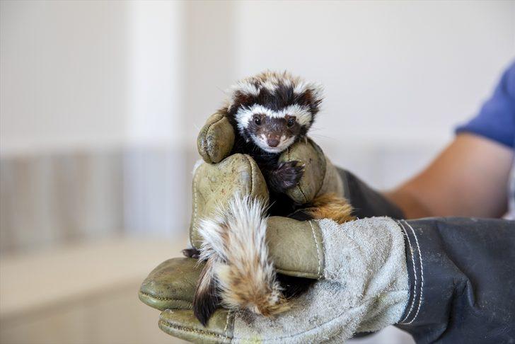 Diyarbakır'da baygın halde bulunan alacasansara özenle bakılıyor G4