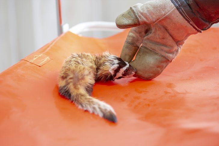 Diyarbakır'da baygın halde bulunan alacasansara özenle bakılıyor G3