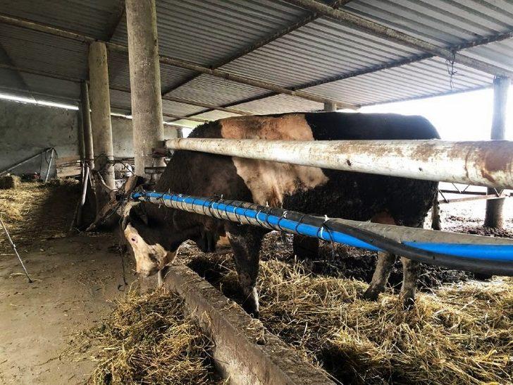 Dev dana müşterisini bekliyor! 1 ton 300 kilo, 30 bin TL'den satışa çıktı G2