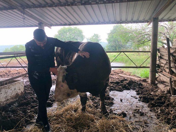 Dev dana müşterisini bekliyor! 1 ton 300 kilo, 30 bin TL'den satışa çıktı G3