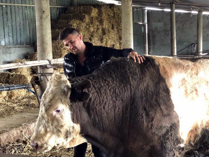 Dev dana müşterisini bekliyor! 1 ton 300 kilo, 30 bin TL'den satışa çıktı G5