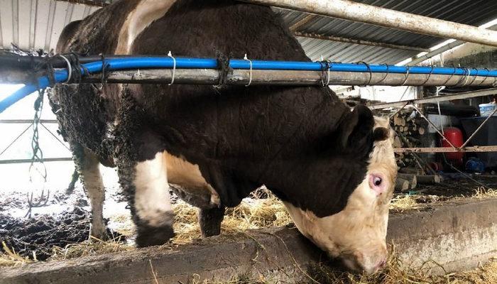 Dev dana müşterisini bekliyor! 1 ton 300 kilo, 30 bin TL'den satışa çıktı