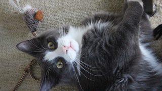 Kedilerin aklını başından alacak 5  kedi oyuncağı 