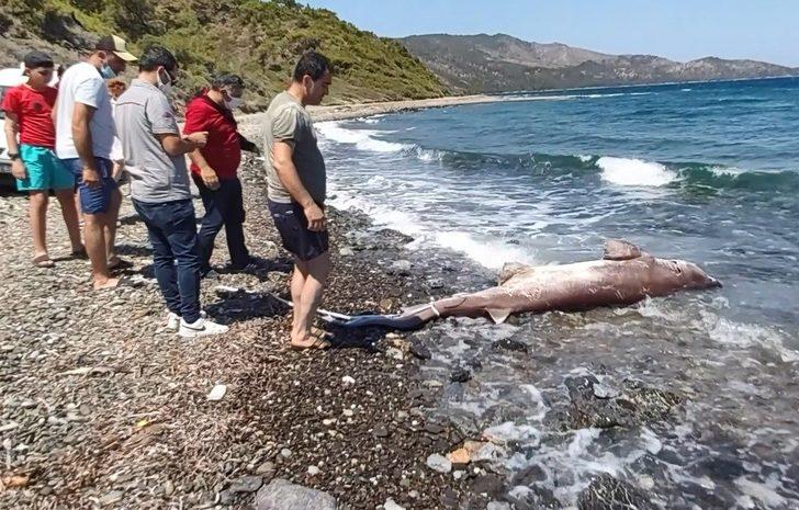 3 metrelik köpekbalığı kıyıya vurdu, vatandaş gözlerine inanamadı G1