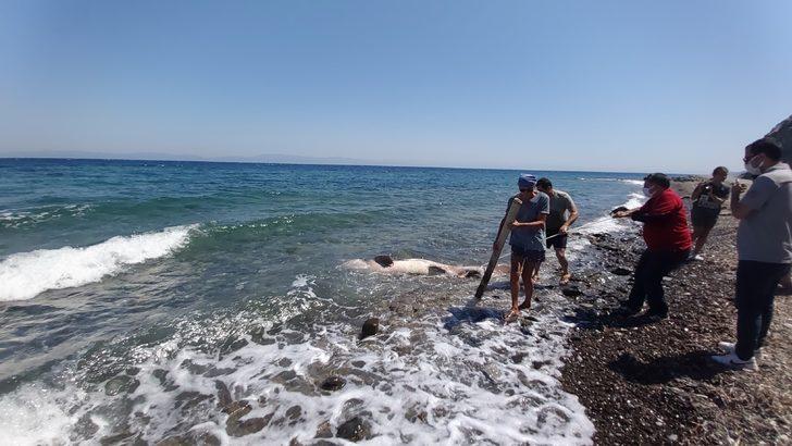 3 metrelik köpekbalığı kıyıya vurdu, vatandaş gözlerine inanamadı G2