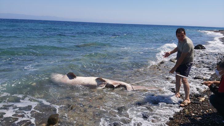 3 metrelik köpekbalığı kıyıya vurdu, vatandaş gözlerine inanamadı G3