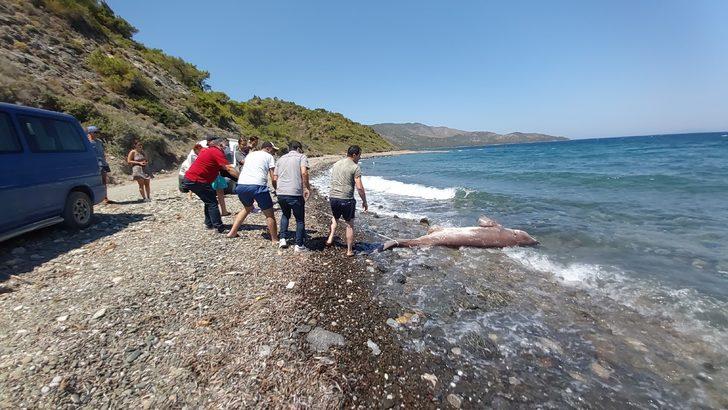 3 metrelik köpekbalığı kıyıya vurdu, vatandaş gözlerine inanamadı G4