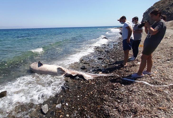 3 metrelik köpekbalığı kıyıya vurdu, vatandaş gözlerine inanamadı G5