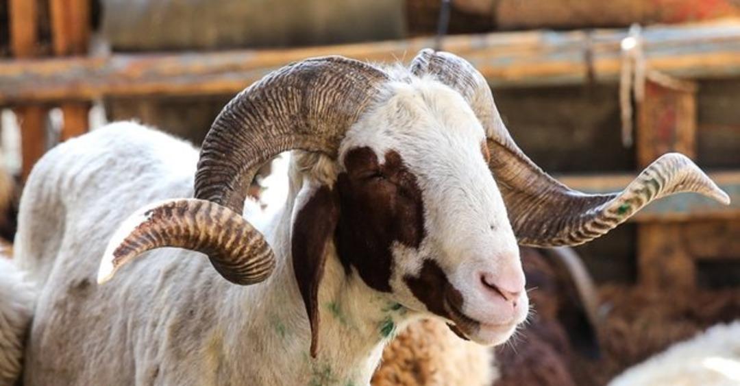 2021 Kurban Bayramı ne zaman? 2021 Kurban Bayramı hangi g&uuml;n idrak edecek, ka&ccedil; g&uuml;n s&uuml;r&uuml;yor?