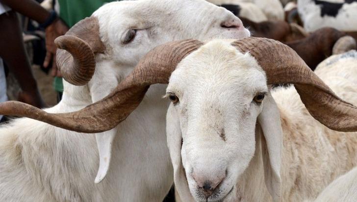 2021 Kurban Bayramı ne zaman? 2021 Kurban Bayramı hangi gün idrak edecek, kaç gün sürüyor? G4