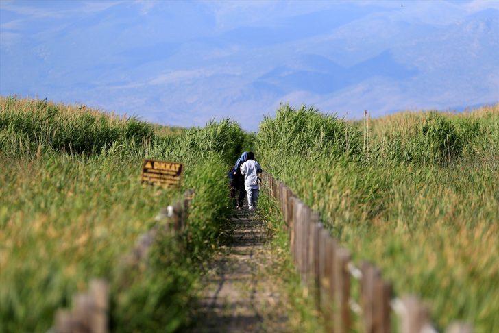 Kayseri'de bozkırın ortasındaki yeşil cennet! Sultan Sazlığı'na ziyaretçi akını G2