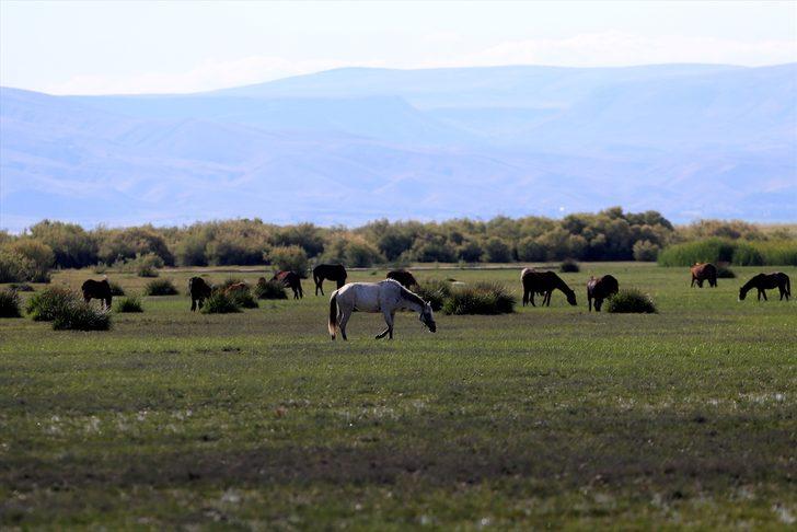 Kayseri'de bozkırın ortasındaki yeşil cennet! Sultan Sazlığı'na ziyaretçi akını G4