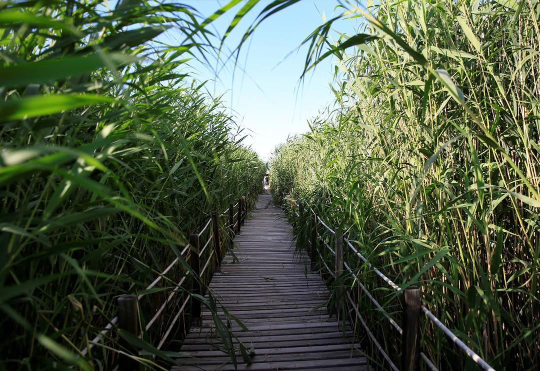 Kayseri'de bozkırın ortasındaki yeşil cennet! Sultan Sazlığı'na ziyaret&ccedil;i akını
