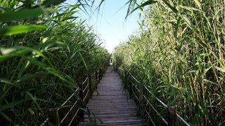 Kayseri'de bozkırın ortasındaki yeşil cennet! Sultan Sazlığı'na ziyaretçi akını