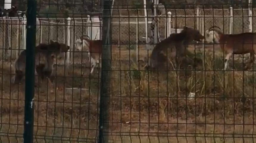Saniye saniye görüntülendi! Ayı, keçilere saldırdı 