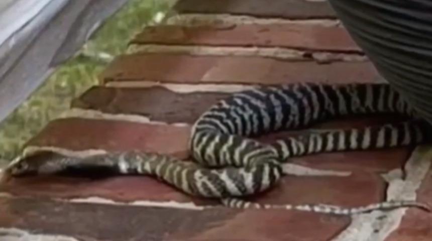 ABD'de bir mahalle sokağa çıkamıyor! Zehri kör eden kobra için seferberlik