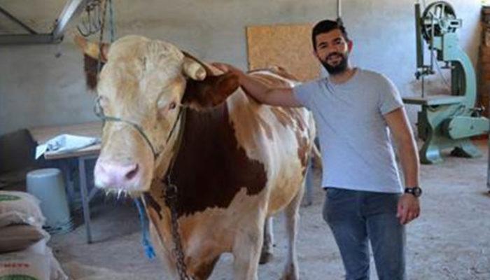 Dev kurbanlık, 1 ton 300 kilogram ağırlığında! Sahibinin istediği rakam cep yakıyor