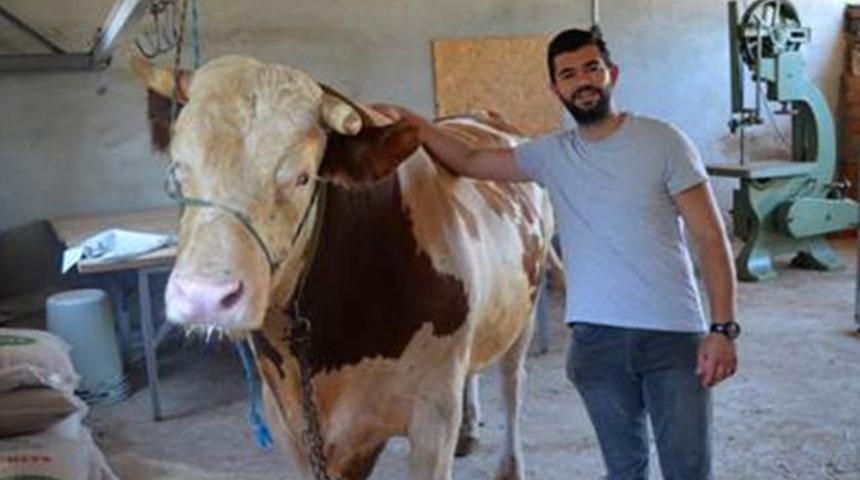 Dev kurbanlık, 1 ton 300 kilogram ağırlığında! Sahibinin istediği rakam cep yakıyor