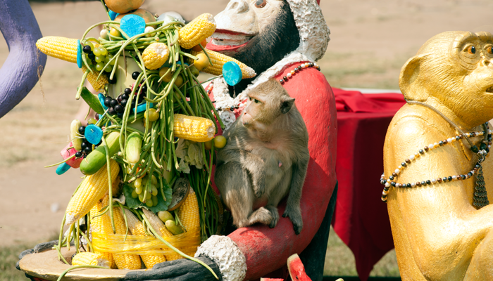 İlginç festival! Tayland’ın Bangkok şehrindeki ‘Maymun Büfesi Festivali’ yoğun ilgiyle karşılanıyor