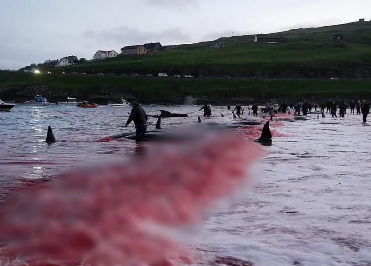 Faroe Adaları’nda geleneksel katliam! Gözlerini kırpmadan avlıyorlar G1