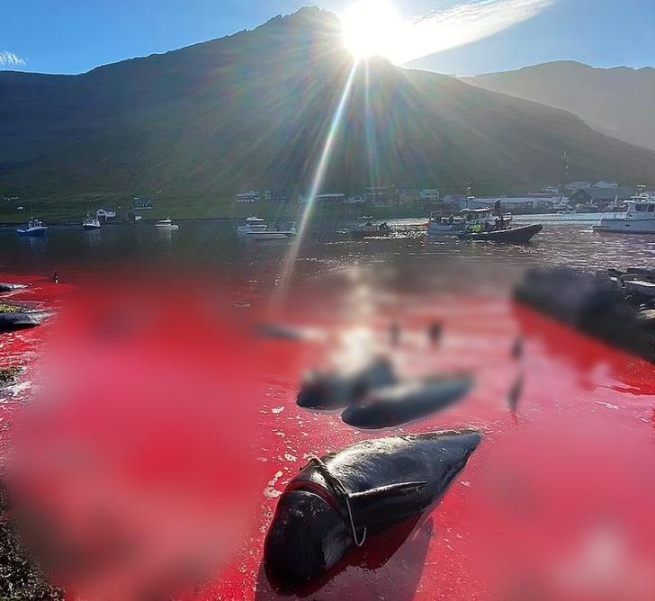 Faroe Adaları’nda geleneksel katliam! Gözlerini kırpmadan avlıyorlar G2