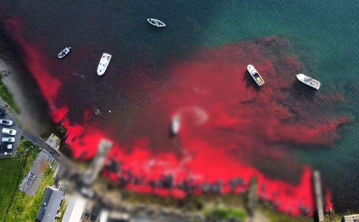 Faroe Adaları’nda geleneksel katliam! Gözlerini kırpmadan avlıyorlar G3