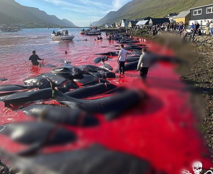 Faroe Adaları’nda geleneksel katliam! Gözlerini kırpmadan avlıyorlar G4