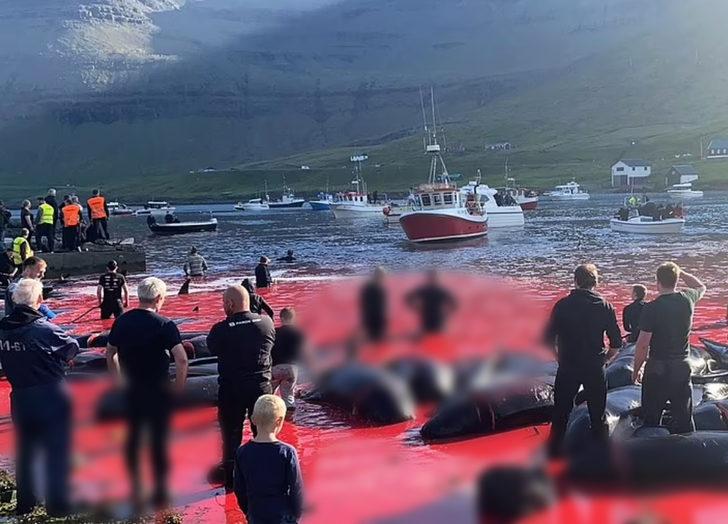 Faroe Adaları’nda geleneksel katliam! Gözlerini kırpmadan avlıyorlar G5