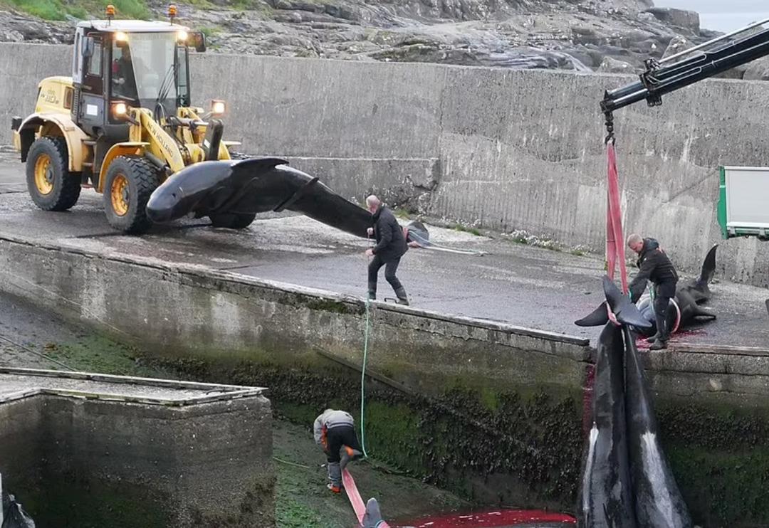 Faroe Adaları&rsquo;nda geleneksel katliam! G&ouml;zlerini kırpmadan avlıyorlar