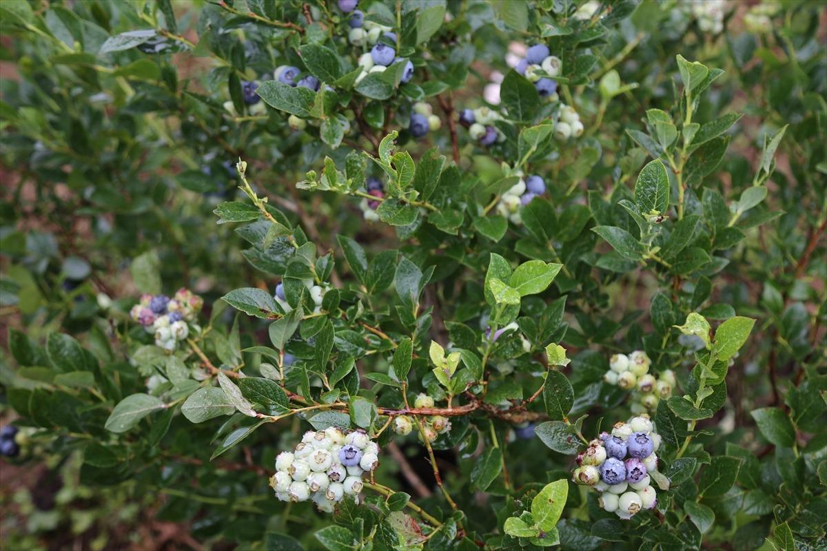 Artvin'de maviyemiş hasadı başladı