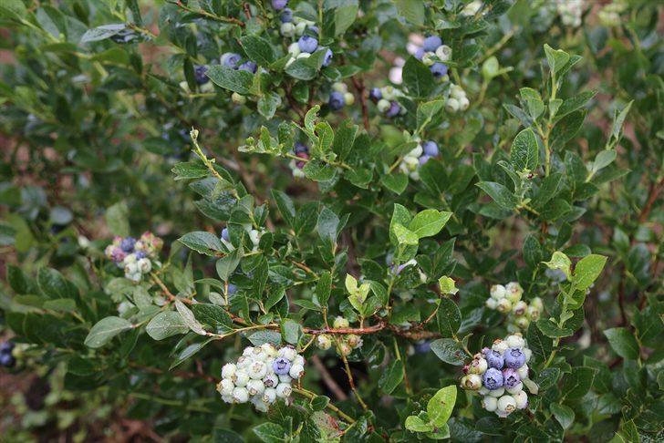 Artvin'de maviyemiş hasadı başladı G1