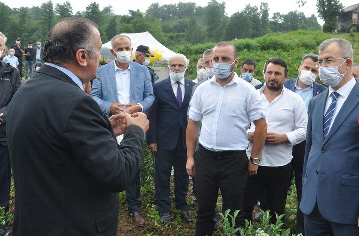 Artvin'de maviyemiş hasadı başladı G2