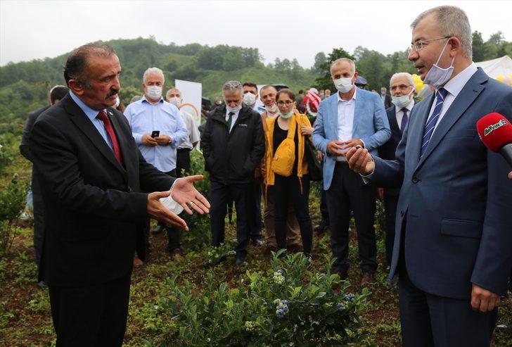 Artvin'de maviyemiş hasadı başladı G3
