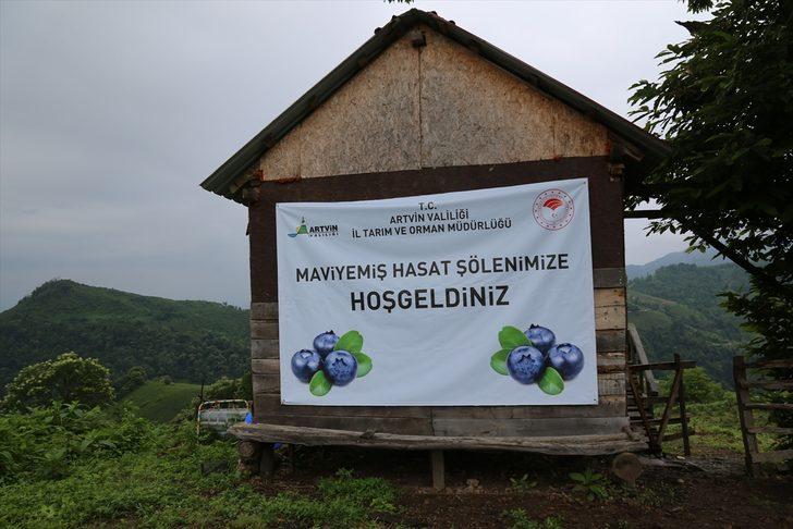 Artvin'de maviyemiş hasadı başladı G5