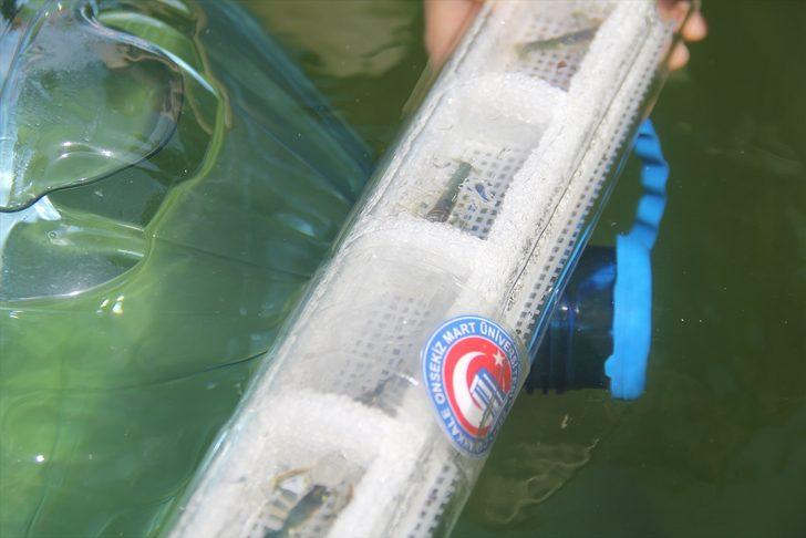 ÇOMÜ'nün yetiştirdiği ıstakoz yavruları denize bırakıldı G1