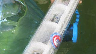 ÇOMÜ'nün yetiştirdiği ıstakoz yavruları denize bırakıldı