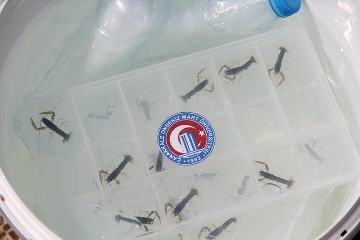 ÇOMÜ'nün yetiştirdiği ıstakoz yavruları denize bırakıldı G2