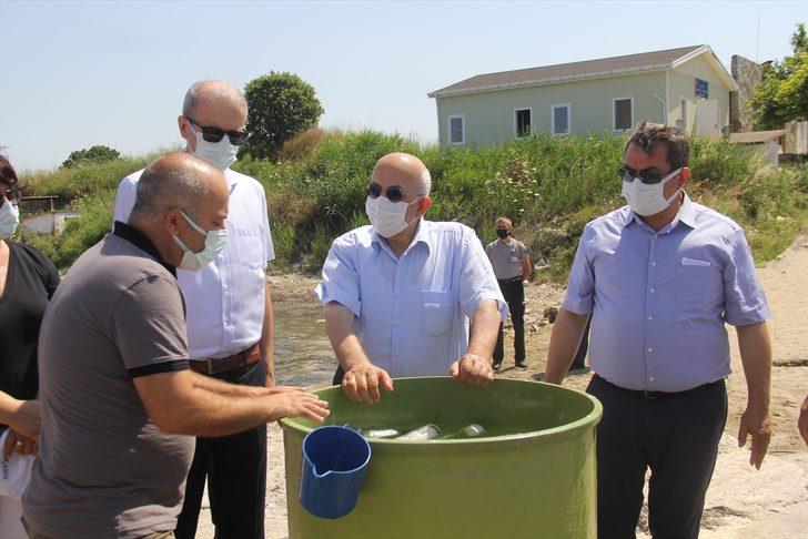 ÇOMÜ'nün yetiştirdiği ıstakoz yavruları denize bırakıldı G4