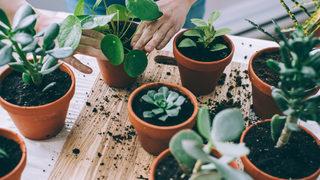 Saksı değişimi nasıl olmalı? Saksı değiştirme zamanı ve saksı seçimi nasıl yapılır?
