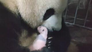 Çin'de dev panda ikiz yavru dünyaya getirdi! 