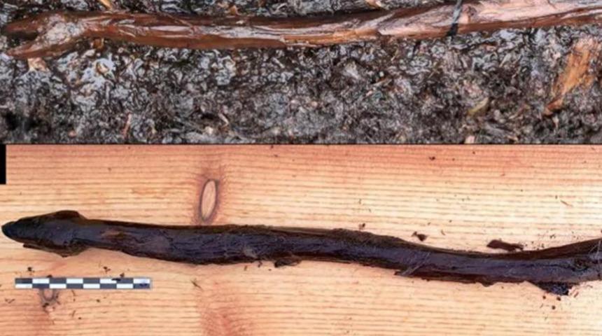 Tam 5 bin yıl önceye ait tahta asa bulundu! Yılana benzemesinin bir nedeni var