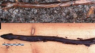 Tam 5 bin yıl önceye ait tahta asa bulundu! Yılana benzemesinin bir nedeni var