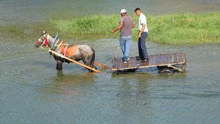 Adana'da sıcaktan bunalan atı Seyhan Nehri'nde serinlettiler