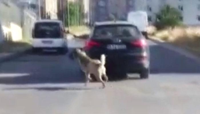 Vicdansız sürücü, tasma taktığı köpeği aracın peşinden koşturdu