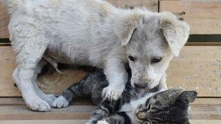 Hayvanları Koruma Kanunu teklifi TBMM'de! Yasaklanıyor